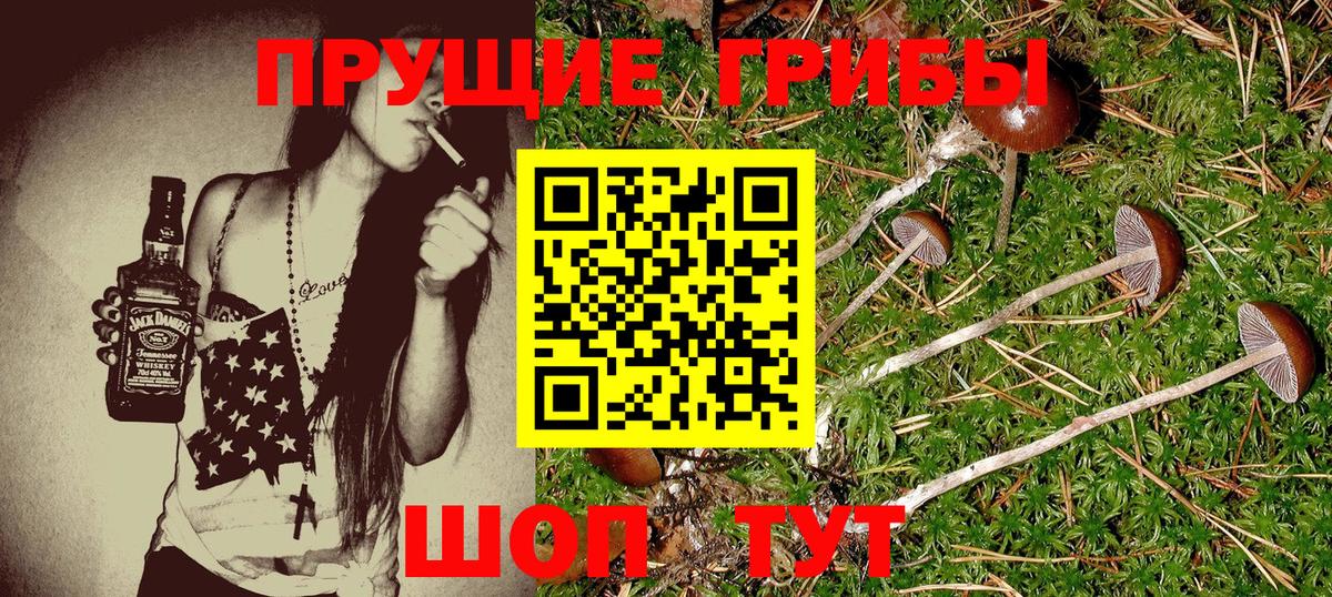 как найти   Галлюциногенные грибы MAGIC MUSHROOMS  Вход с VPN  Моздок 